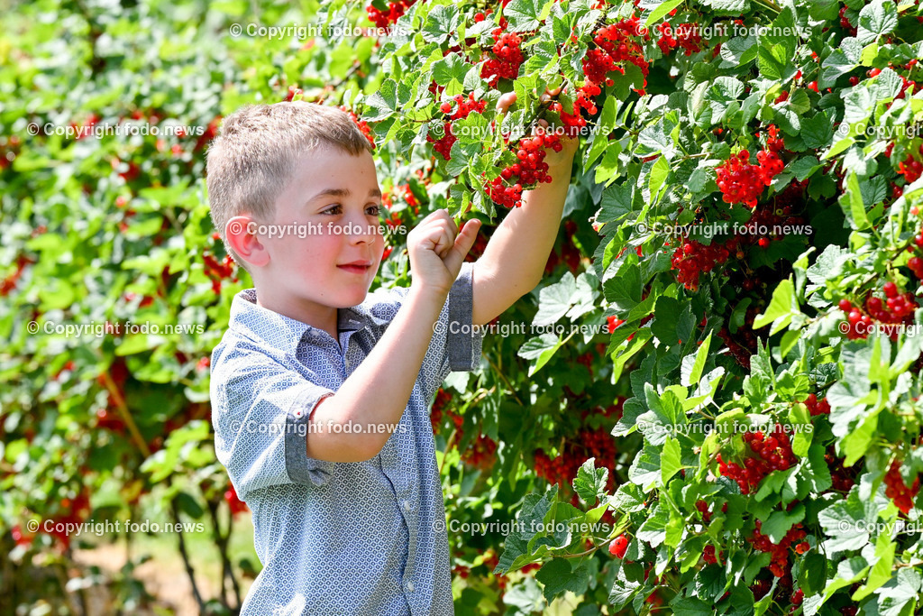 Erdbeeren_ Himbeeren_ Ribisel_ Mayer_ 20.06.2023-19 | 20.06.2023, Raffelding, AUT, Erdbeeren, Himbeeren, Ribisel, Mayer, im Bild Maximilian im Ribiselgarten