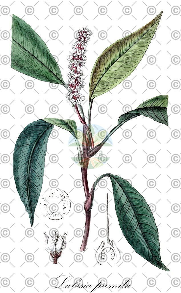 HistAbb_wfo-0000221705_1_ENZY_Simple | Historische Abbildung von Labisia pumila - Primulaceae | Historical Illustration of Labisia pumila - Primulaceae