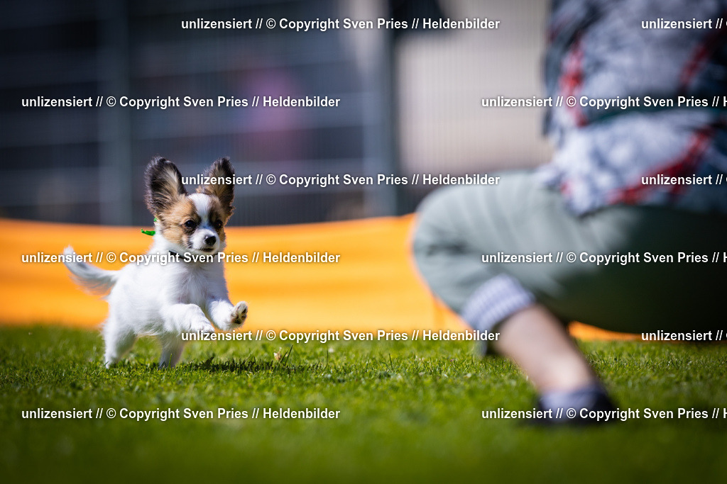 Sven Pries | 2025-08-10 - Hunderennen Durlach - Realisiert mit Pictrs.com