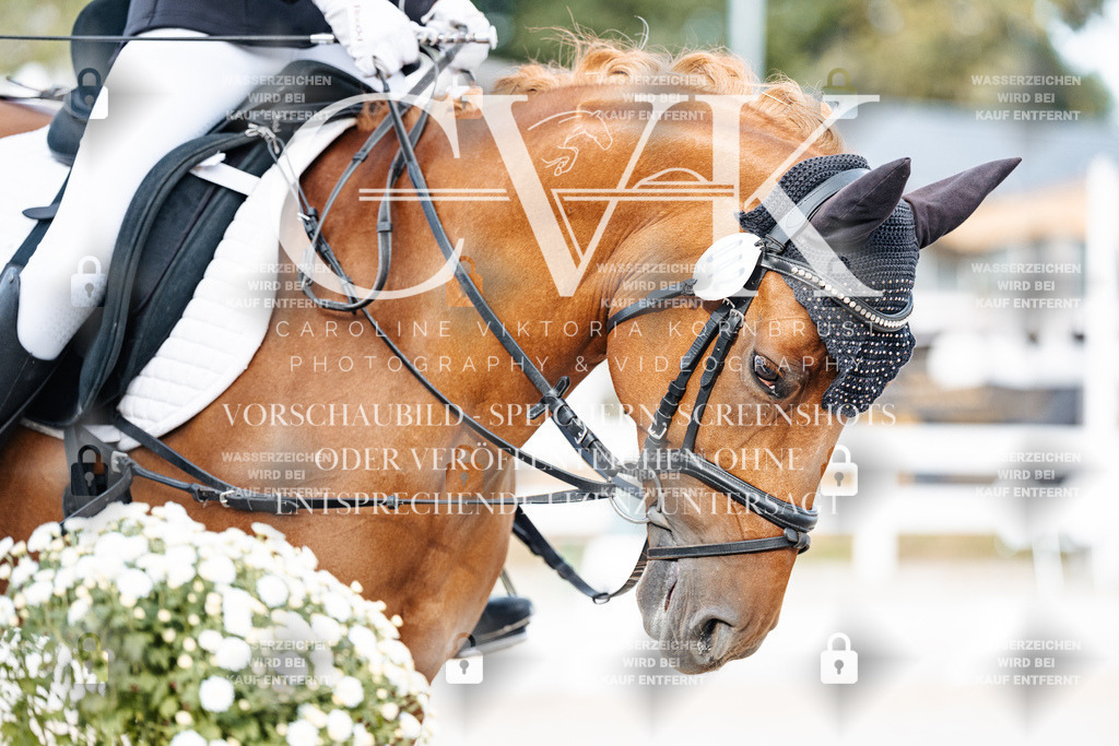 CK904585 | Turnierfotografie Pferdefotografie Trier Rheinland-Pfalz Pferdesport Reitsport Tierfotografie Sportfotografie Pferdevideo Pferdevideografie Equestrianvideography equestrianphotography  - Realisiert mit Pictrs.com