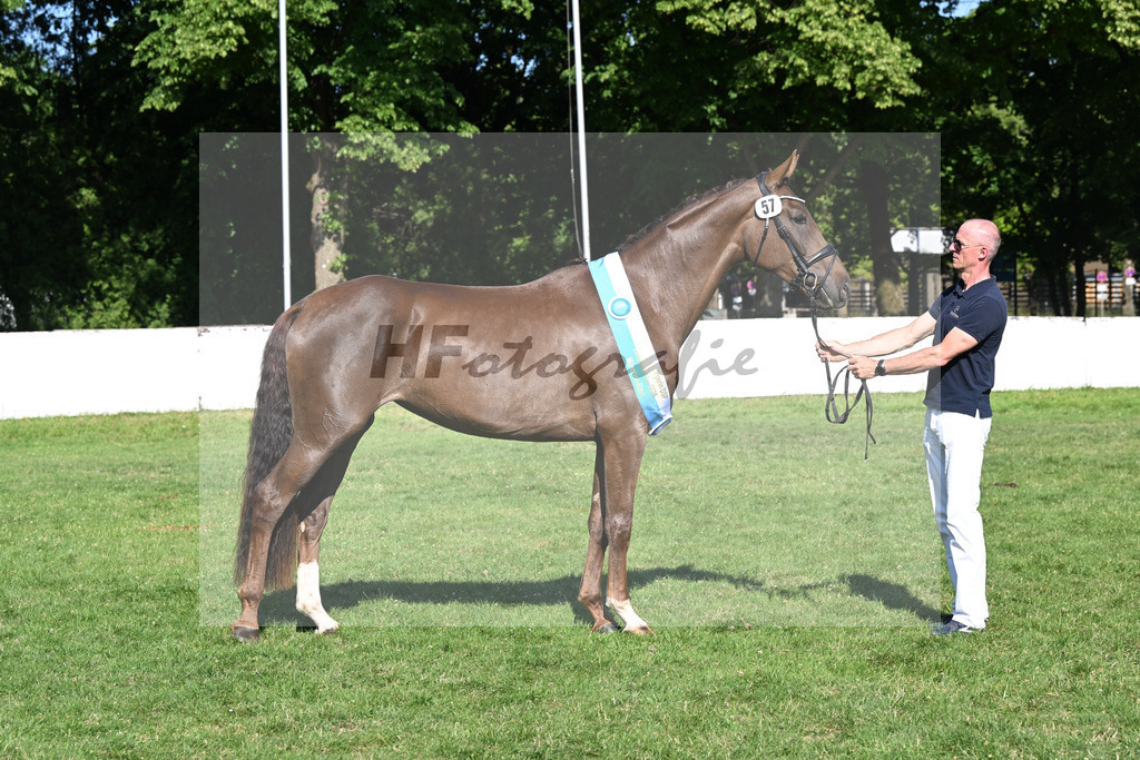 Kat-Nr. 57 Thalya W v. Va Bene_Winklmaier_19251466 | hf-fotografie - Realizzato con Pictrs.com