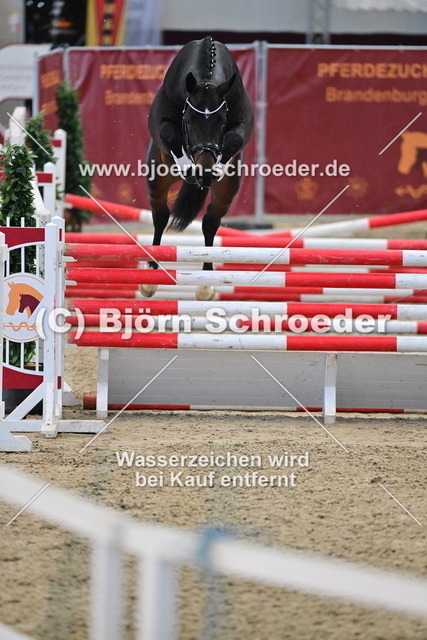 33_Diamant de Plaisir I - Diacontinus_790_7772 | Björn Schroeder Pferdefotografie