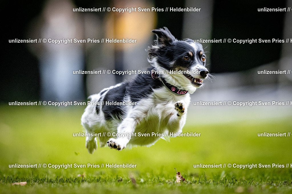 Sven Pries | 2025-10-03 - Hunderennen Obergrombach - Realisiert mit Pictrs.com