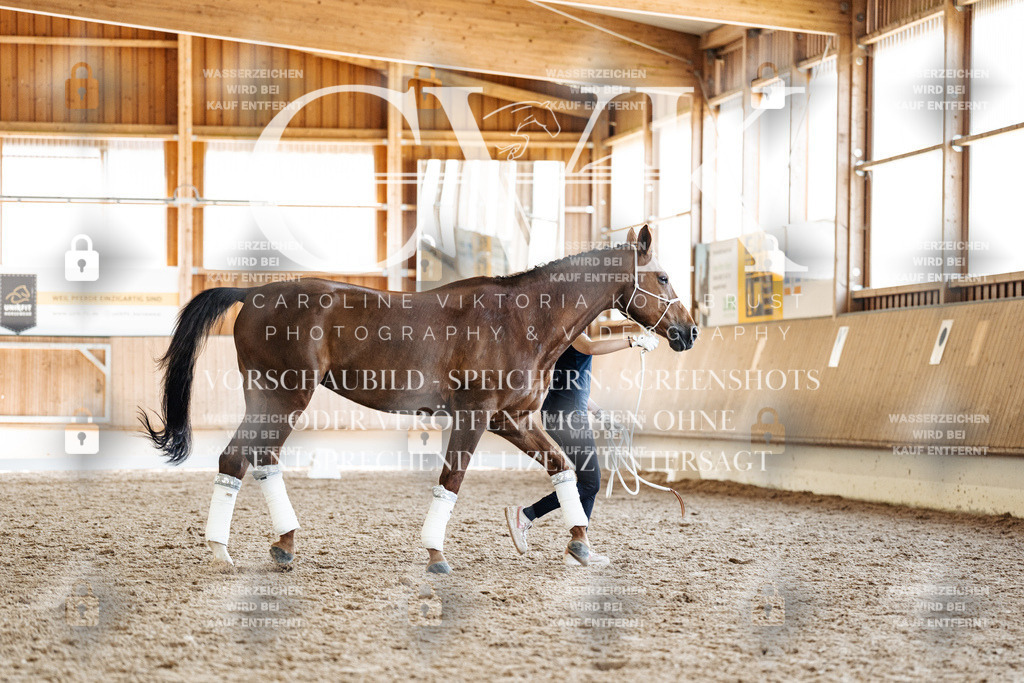 CK907786 | Turnierfotografie Pferdefotografie Trier Rheinland-Pfalz Pferdesport Reitsport Tierfotografie Sportfotografie Pferdevideo Pferdevideografie Equestrianvideography equestrianphotography  - Realized with Pictrs.com