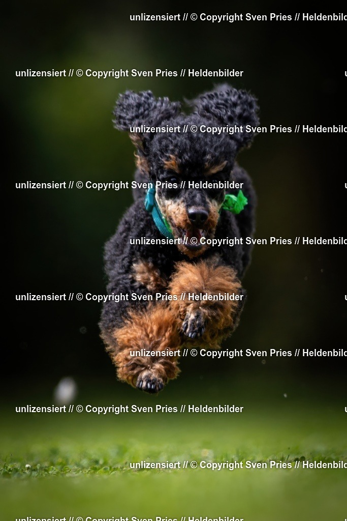 Sven Pries | 19. Allgemeines Hunderennen Karlsruhe Durlach - Realisiert mit Pictrs.com