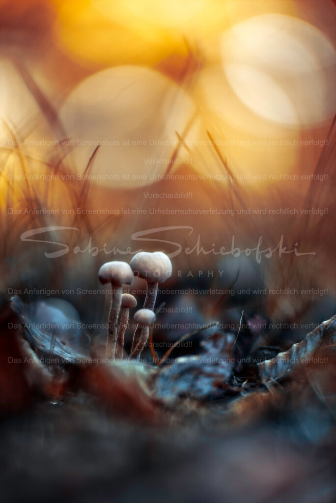 Waldromantik | People- und Tierfotografie, Imageaufnahmen, Veranstaltungsfotografie und Wandbilder aus der Natur ★ Made in Germany ✔️ Druck + Downloads ✔️ Naturfotografie in Top Qualität ★ schneller Versand, weltweite Lieferung! - Realisiert mit Pictrs.com