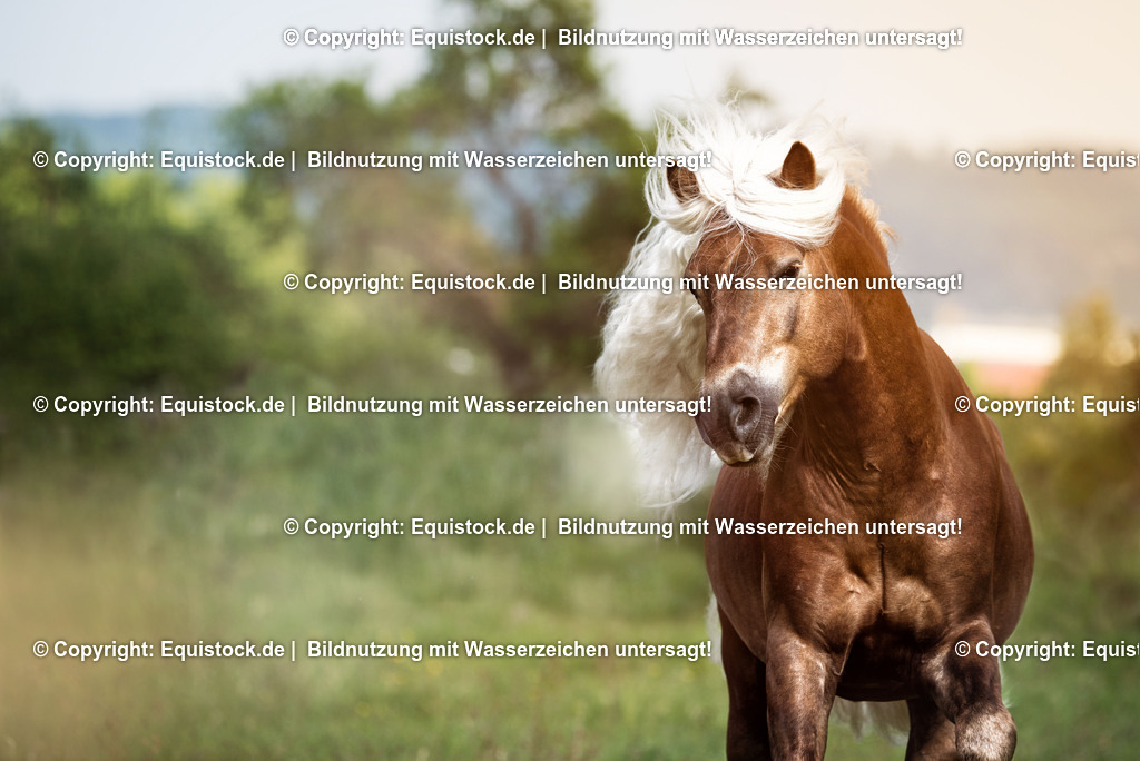 20150527_TOMsPiC_0167 | equistock