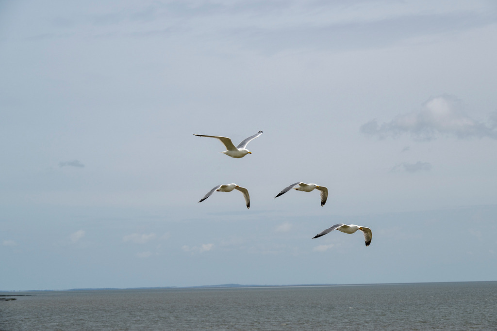 260606_Texel_9637_mr | Entdecke exklusive Fotografie im muebri Shop: Stimmungsvolle Motive  Naturaufnahmen und mehr. Jetzt hochwertige Wandbilder und Fotoabzüge online kaufen! - Realisiert mit Pictrs.com