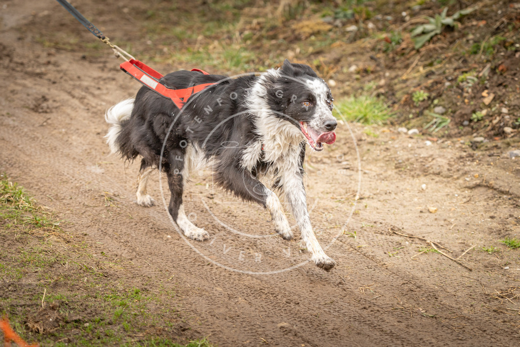 DV3A1214 | Hundefotografie, Tierfotograf, Pfotenfotografie, Fotoshooting Hund, Hunde Portrait, Hundesport, Hundeportraits, Heideshooting, Hunde, Sportfotograf, Hundefotograf, Turnierhundsport, THS,  - Realisiert mit Pictrs.com