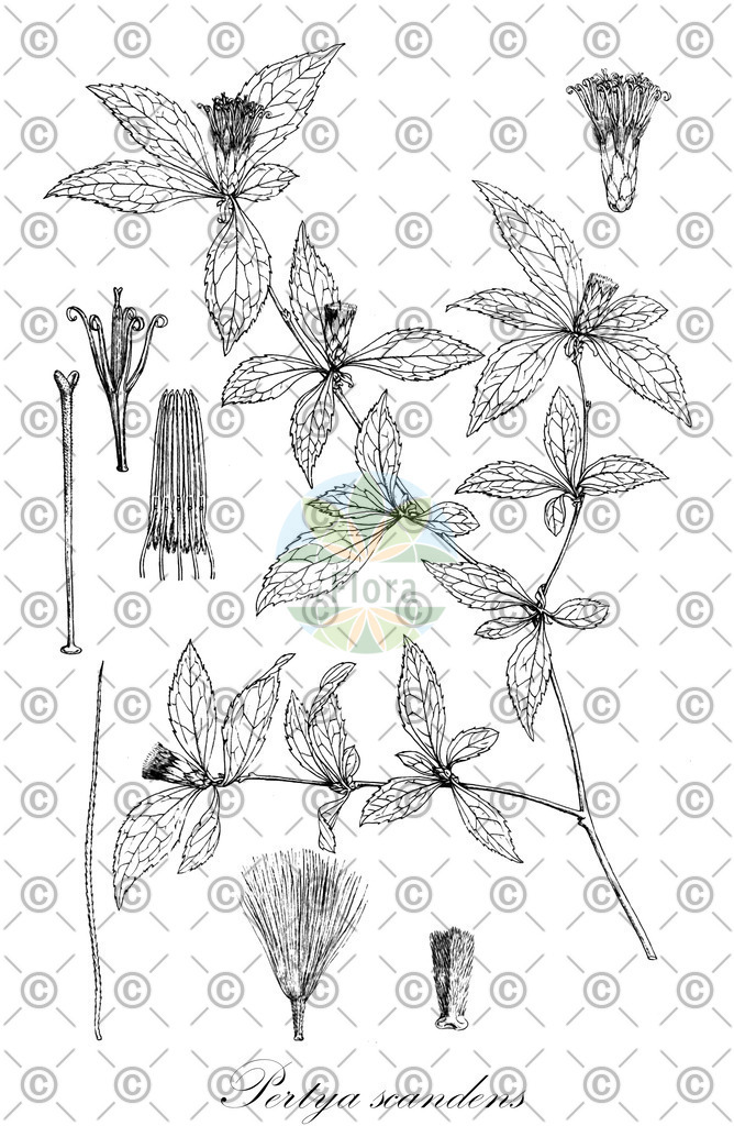HistAbb_wfo-0000267634_1_ENZY_Simple | Historische Abbildung von Pertya scandens - Asteraceae | Historical Illustration of Pertya scandens - Asteraceae