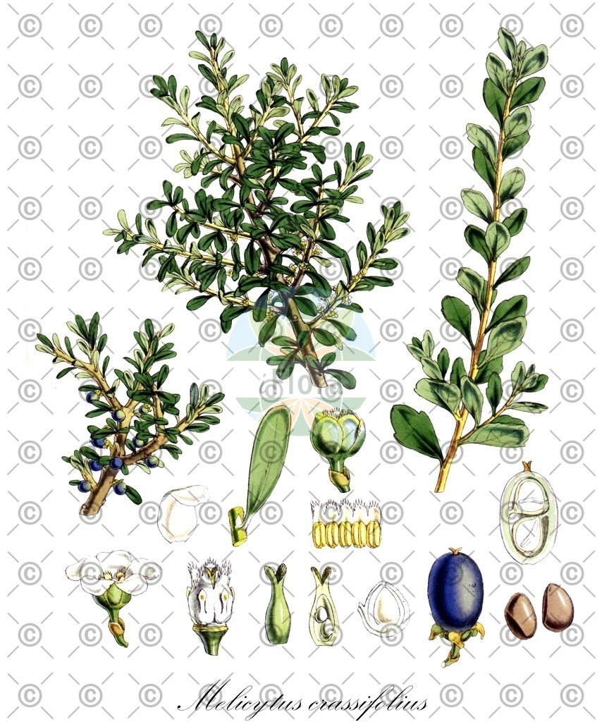 HistAbb_EMP_61933_SRC_Schlechtendal_FLORAD_SIMPLE | Historische Abbildung von Melicytus crassifolius - Violaceae | Historical Illustration of Melicytus crassifolius - Violaceae