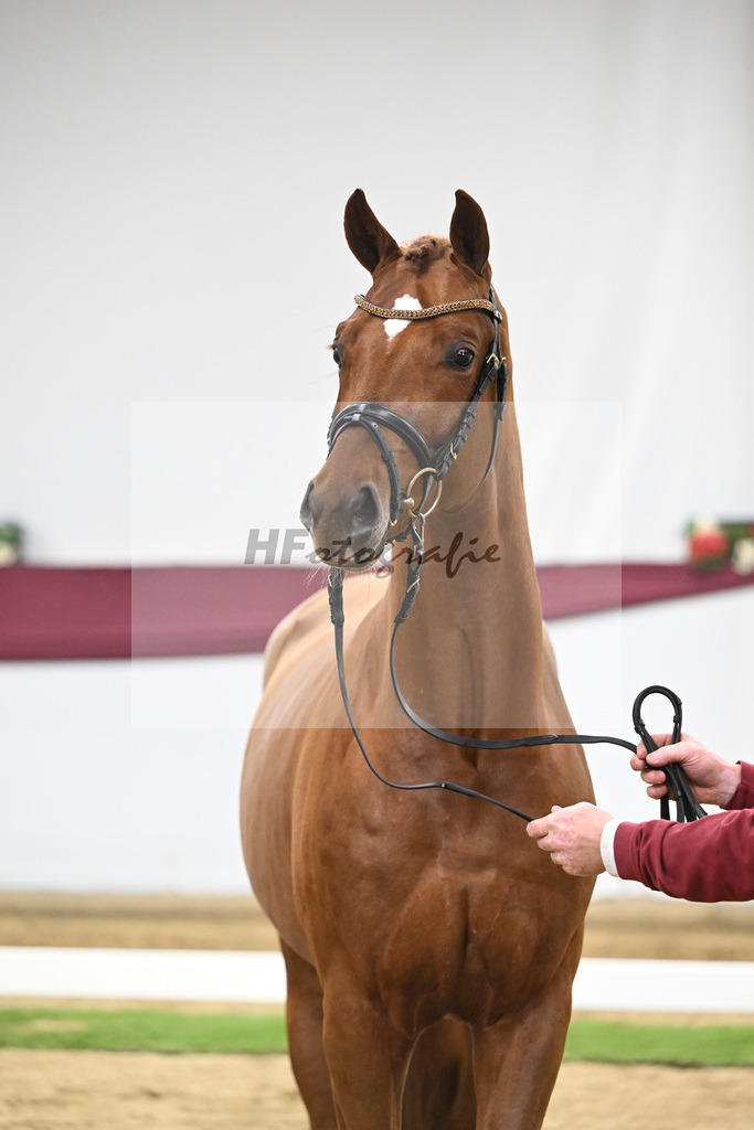 Kat-Nr. 133 Von Und Zu x Locksley III_Sabine Lehner_47254487 | hf-fotografie - Realisiert mit Pictrs.com