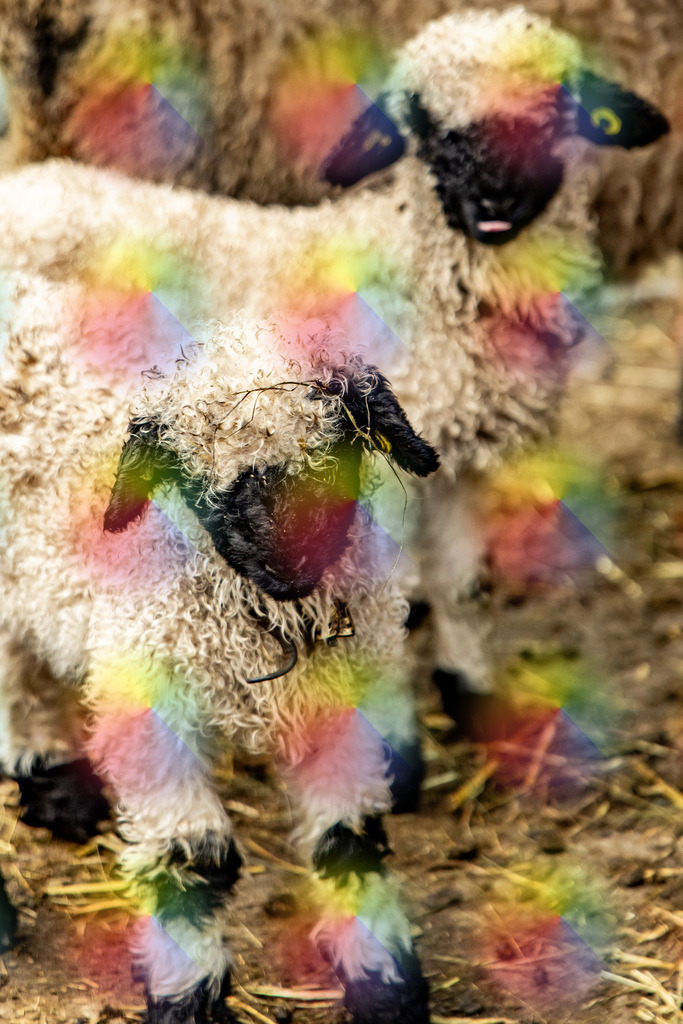 1M5A3448 | FineArtPrint, Hahnemühle, FeeGalerie, Fee Galerie, Fotokunst, Fotografie, Canonphotography, Bergfoto, Matterhorn, Rimpfischhorn, Allalinhorn, Saas-Fee, Wallis, Valais, Switzerland, Bergfotografie