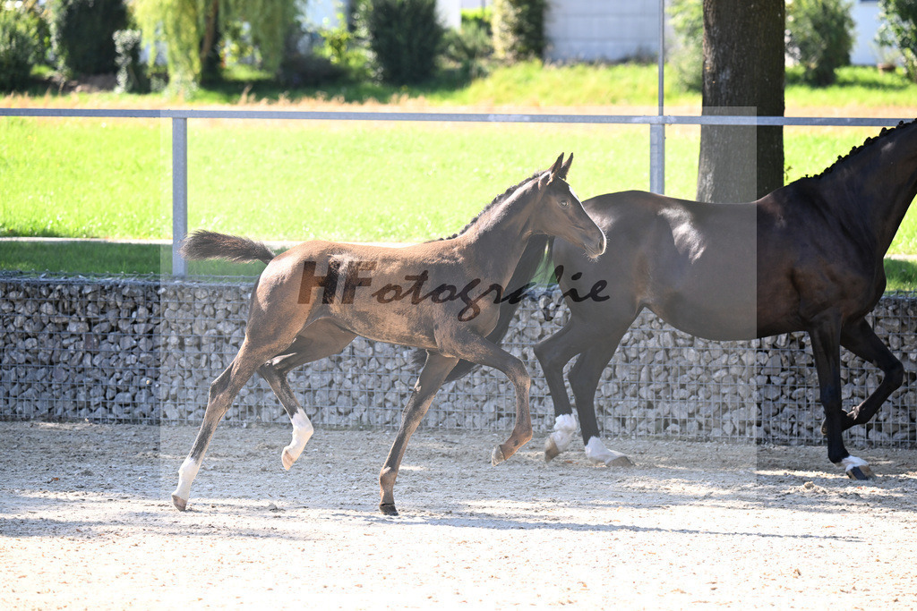 Kat-Nr. 5 Diamantenglanz x Foundation_SF_ZG Weiss u Moldenhauer_26250059 | hf-fotografie - Realizzato con Pictrs.com