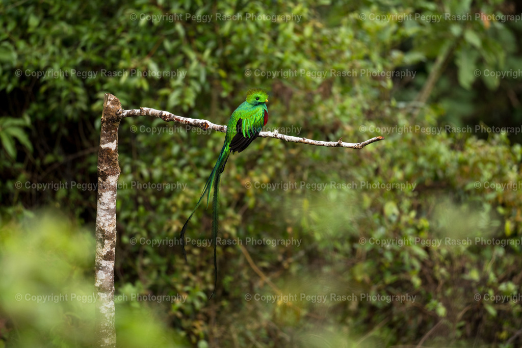 Quetzal  (6) | PeggyRaschPhotography - Realisiert mit Pictrs.com