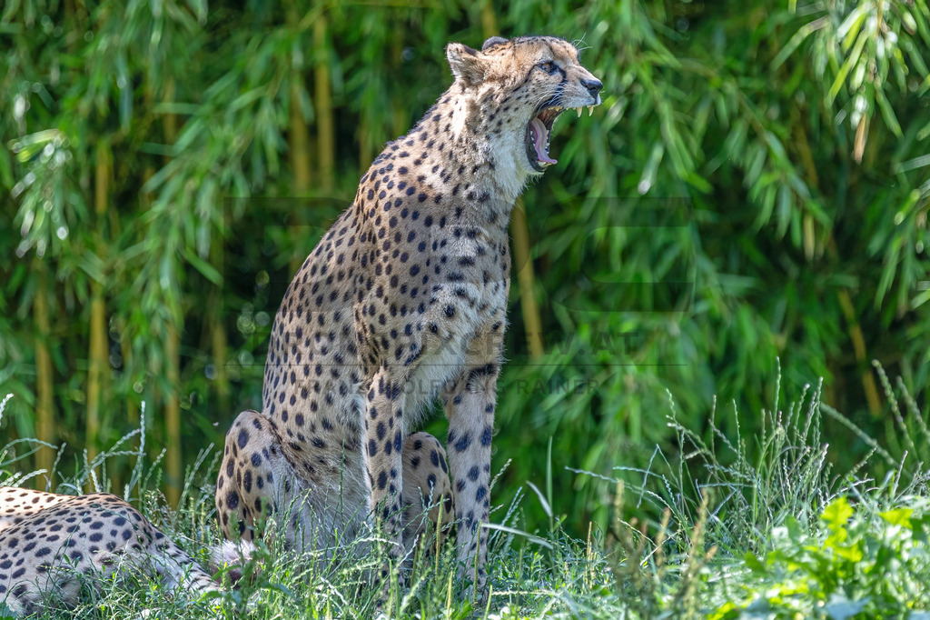 Gepard in Bewegung | Ein Gepard durchstreift das hohe Gras. Kraft, Eleganz und Geschwindigkeit vereinen sich in diesem Moment der Wildtierfotografie. - Realisiert mit Pictrs.com