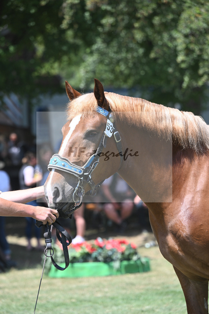 Kat-Nr. 53 Pamira_Gruber_20230837 | hf-fotografie - Realisiert mit Pictrs.com