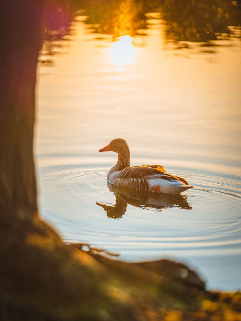 Heidbergsee--4 | Entdecke exklusive Fotokunst aus Braunschweig: Bildband, Leinwände, Postkarten, Kalender, digitale Downloads & Bildlizenzen. Jetzt im offiziellen Beautiful Braunschweig Shop! - Realisiert mit Pictrs.com