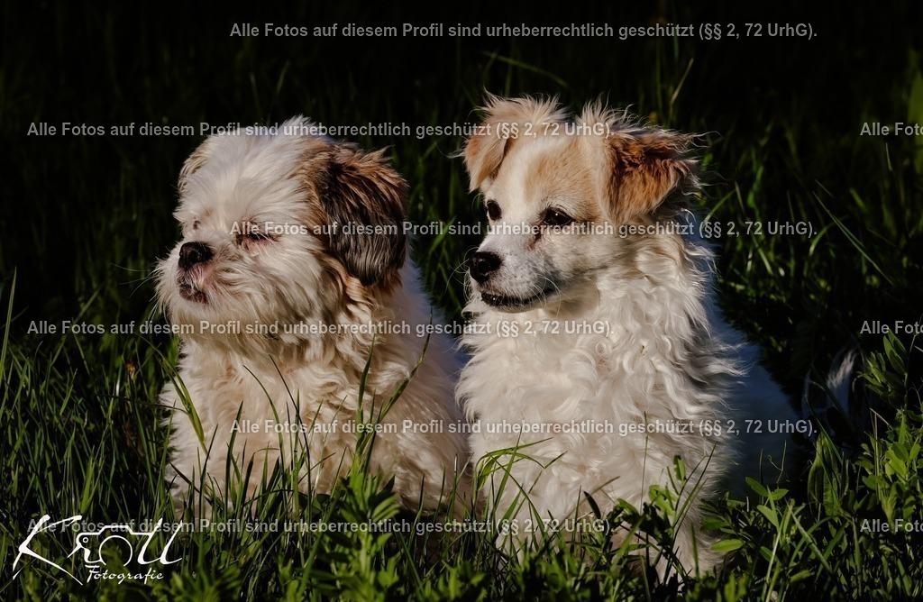 Photo_1745871325666 | krollfotografie - Realisiert mit Pictrs.com