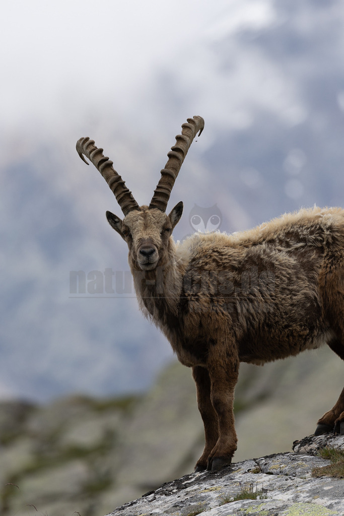 _5NF1533_20250713 | Ein majestätischer Alpensteinbock (Capra ibex) steht auf einem felsigen Untergrund und blickt direkt in die Kamera. Das Tier hat ein braunes Fell mit helleren Partien und beeindruckende, stark gerippte Hörner, die sich nach hinten biegen. Der Hintergrund ist unscharf und zeigt eine bergige Landschaft unter einem bewölkten Himmel. Es sind keine spezifischen Interaktionen zu beobachten; der Steinbock scheint in seiner natürlichen Umgebung zu posieren. - Realisiert mit Pictrs.com