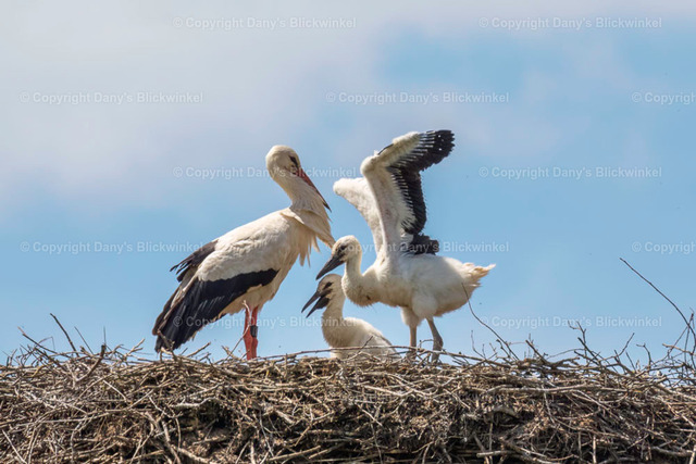 201729 | Tierfotografie, Tierkalender, Tierbilder, Insekten, Spinnen, Vögel, Schmetterling, Libellen, Leinwand, Colorkey, Qualität, Geschenkartikel, Geschenk - Realisiert mit Pictrs.com