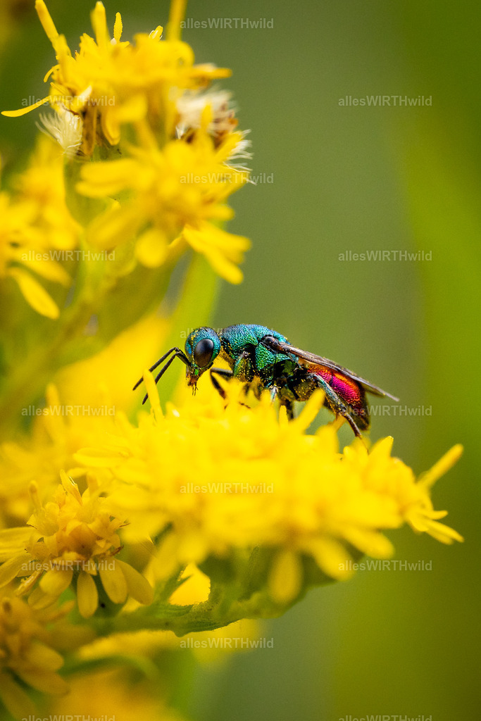 Bienen sind Silber - Wespen sind Gold_ | Goldwespe