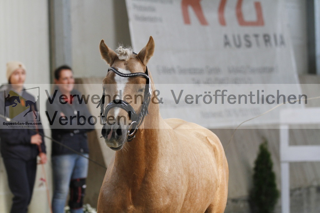 _MG_9774 | equestrian-live-com