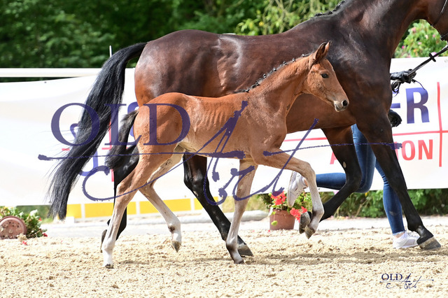 07 DE433330408223 FRE Escanto PS - Diamonit - Sandro Hit_DSC_6030 | <meta name="description" content="★Offizieller Merchandise und Foto-/Videostore des Oldenburger Verbandes.★ ✅Jetzt auch digital Ausdrucke erhältlich." />
<meta name="keywords" content="Merchandise Foto-/Videostore Oldenburger Verband Photographie 