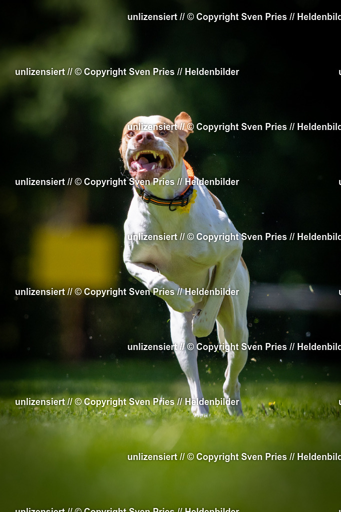 Sven Pries | 2025-08-10 - Hunderennen Durlach - Realisiert mit Pictrs.com