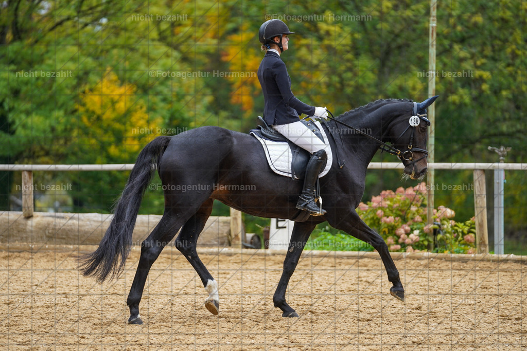20221008-FAH01955 | Diessen am Ammersee, 2022, Dressur- und Springturnier, Reitsportbilder, Turnierfotografen Bayern, Pferdefotografen, Fotoagentur Herrmann, Turnierbilder