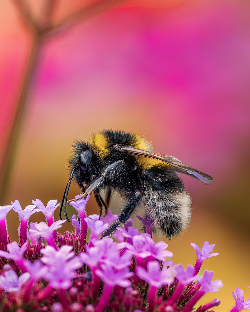 Hummel im Blütenmeer – Hamburg | Eine Hummel zwischen leuchtenden Blüten – ein farbenfroher Moment aus der Hamburger Natur im Sommer. - Realisiert mit Pictrs.com