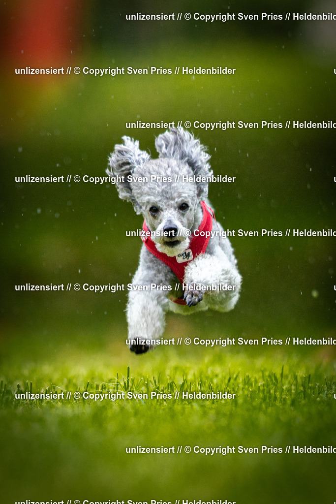 Sven Pries | 2025-09-21 - Hunderennen Baden-Oos - Realisiert mit Pictrs.com