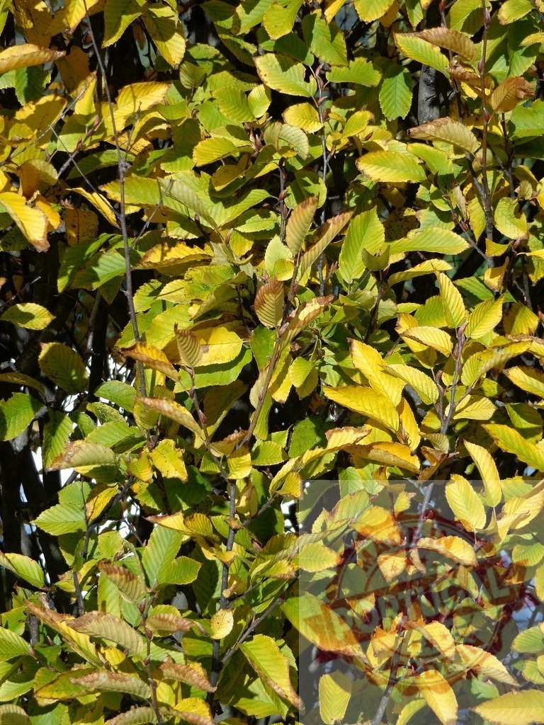 Autumn leaves changing color in warm sunlight | Autumn leaves changing from green to yellow, bathed in warm sunlight - Realized with Pictrs.com