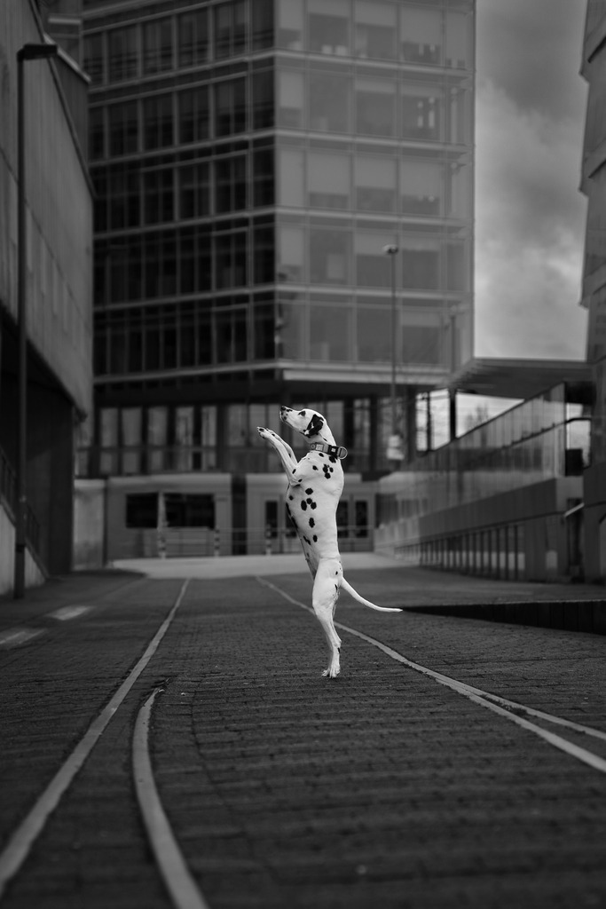 Fotowalk Medienhafen Düsseldorf - www.allesWIRTHgut.de -  @allesWIRTHgut_Tierfotografie 7R509382 - schwarzweiss | Professionelle Tierfotografie in Mönchengladbach von Daniel Wirth (allesWIRTHgut). Liebevolle & natürliche Bilder von Hunden & Katzen für unvergessliche Erinnerungen.