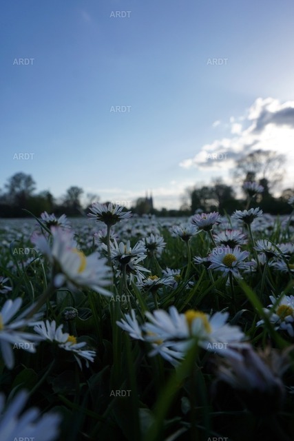 Kölner Bilder 3 | Rheinpark Abendstimmung