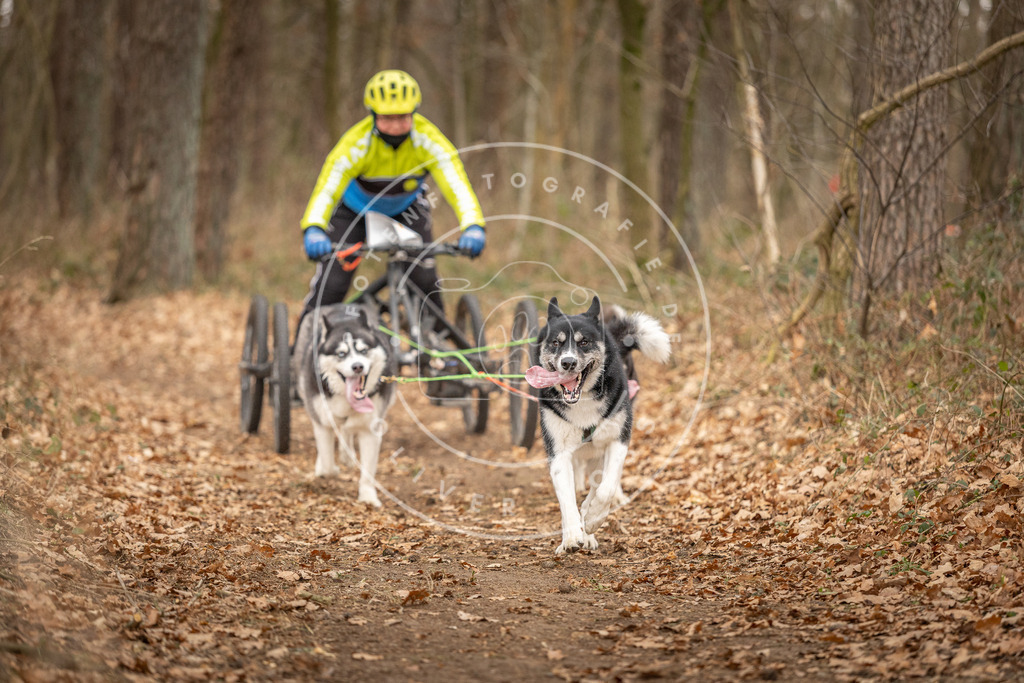 Pfotenfotografie_DV3A9002 | Hundefotografie, Tierfotograf, Pfotenfotografie, Fotoshooting Hund, Hunde Portrait, Hundesport, Hundeportraits, Heideshooting, Hunde, Sportfotograf, Hundefotograf, Turnierhundsport, THS,  - Realisiert mit Pictrs.com