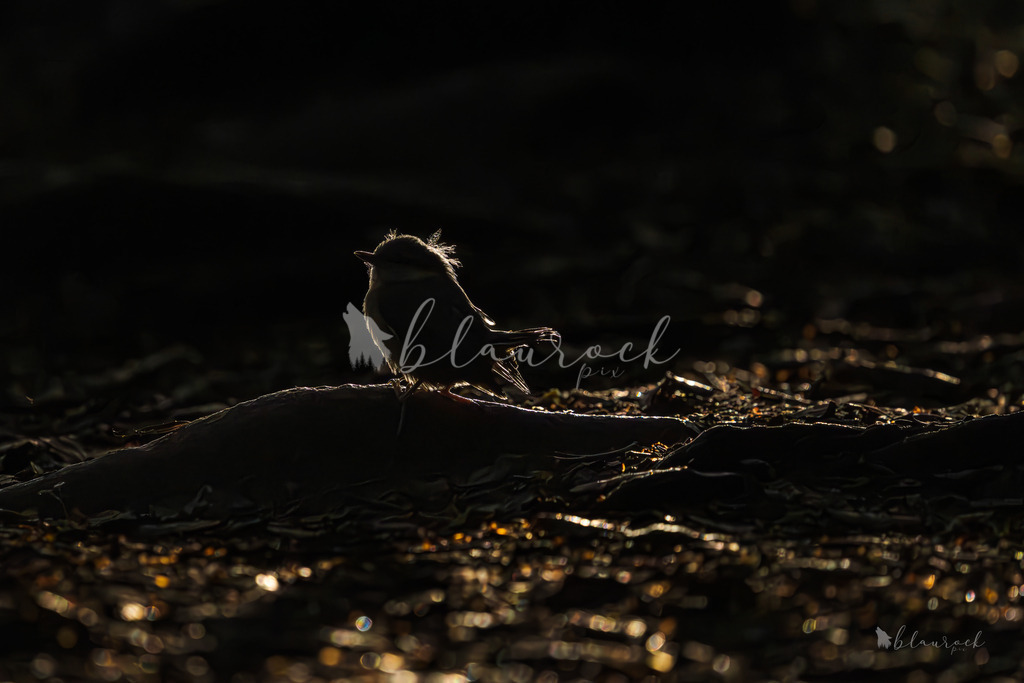 701A2265 | Sportbilder, Sportfotograf, Hochzeits- und Eventfotografin, Flugshows, Portraits und Tiershooting, Aviation, Downhill, Nationalleague, Swissleague, International