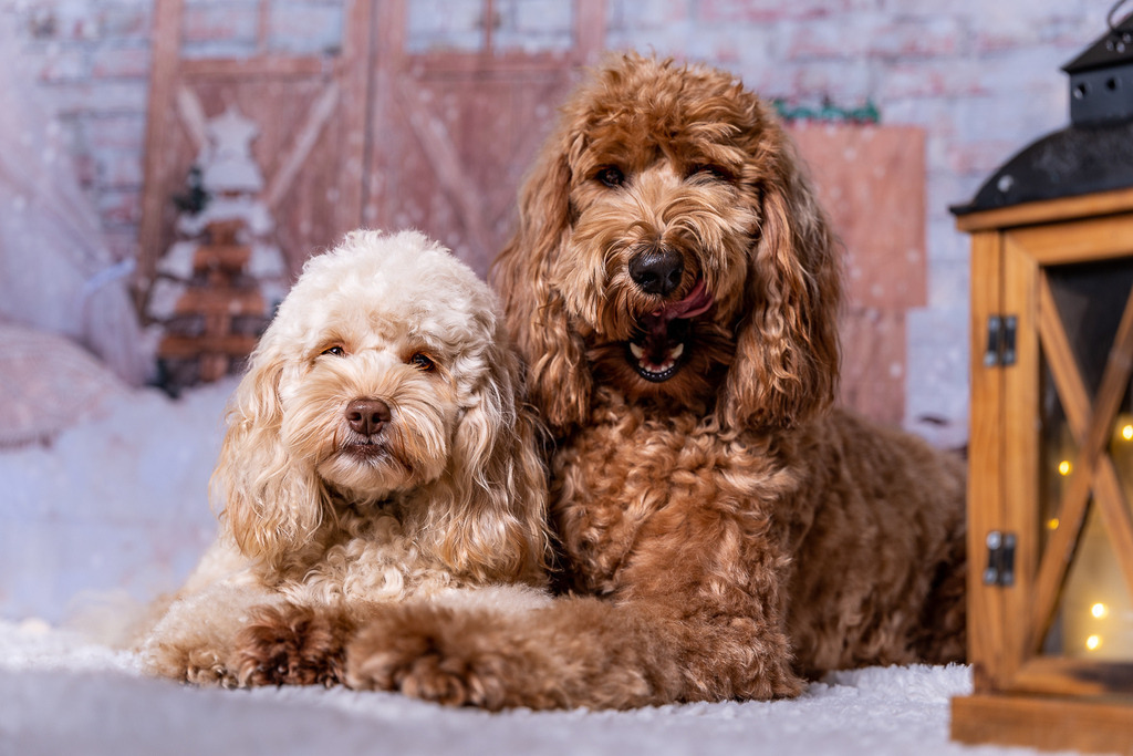 allesWIRTHgut Tierfotografie - A7401264 | Professionelle Tierfotografie in Mönchengladbach von Daniel Wirth (allesWIRTHgut). Liebevolle & natürliche Bilder von Hunden & Katzen für unvergessliche Erinnerungen.