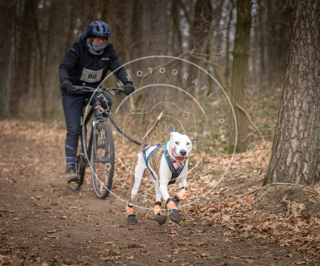 Pfotenfotografie_DV3A5682 | Hundefotografie, Tierfotograf, Pfotenfotografie, Fotoshooting Hund, Hunde Portrait, Hundesport, Hundeportraits, Heideshooting, Hunde, Sportfotograf, Hundefotograf, Turnierhundsport, THS,  - Realisiert mit Pictrs.com