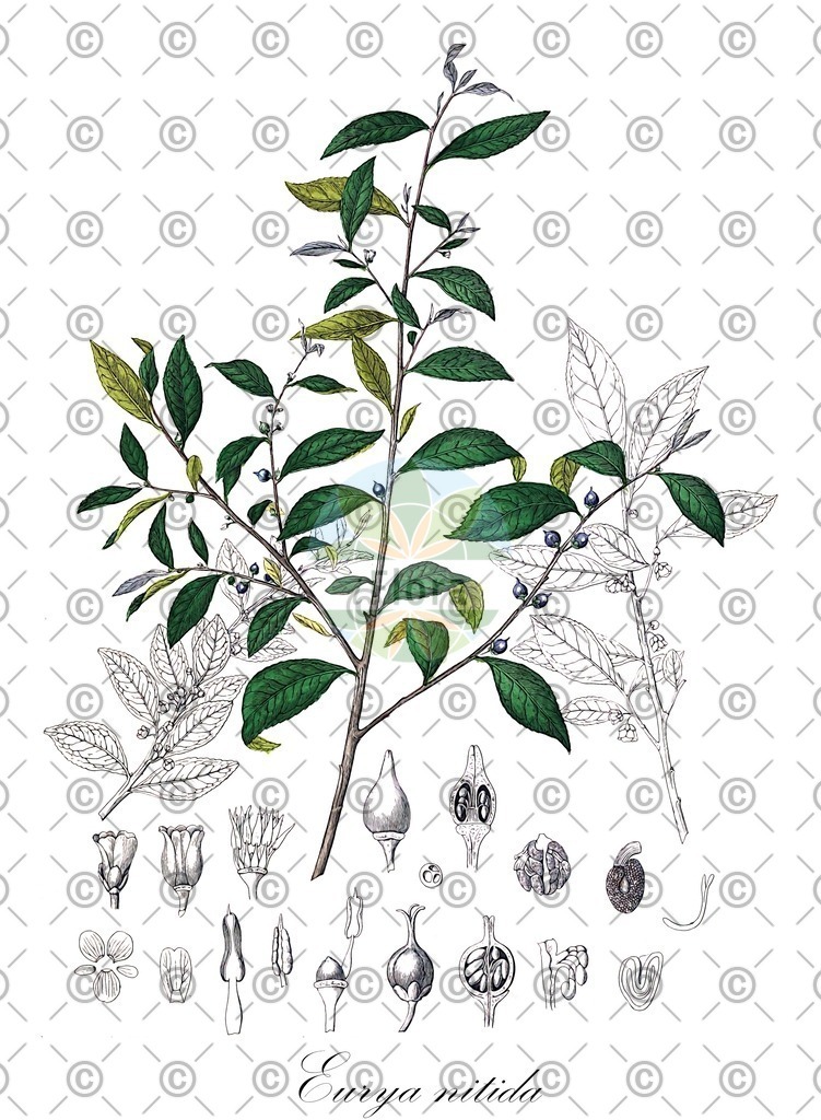 HistAbb_wfo-0000683330_1_ENZY_Simple | Historische Abbildung von Eurya nitida - Pentaphylacaceae | Historical Illustration of Eurya nitida - Pentaphylacaceae