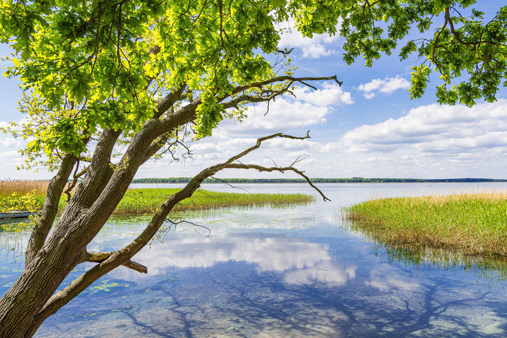 Landschaft am Achterwasser bei Warthe auf der Insel Usedom | Landschaft am Achterwasser bei Warthe auf der Insel Usedom.
