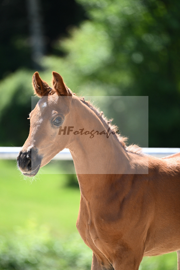 Kat-Nr. 18 SF Juwel_Engelhardt_16230417 | hf-fotografie - Realisiert mit Pictrs.com