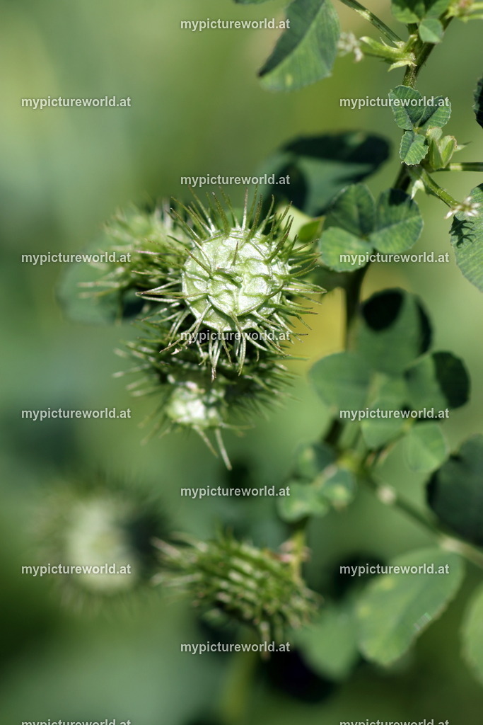 Karst-Schneckenklee-001 | Das Bilderarchiv über Tiere, Planzen und Landschaften. In der Bilddatenbank finden Sie ein große Auswahl an hochwertigen Bilder für Ihre Werbung - Realisiert mit Pictrs.com