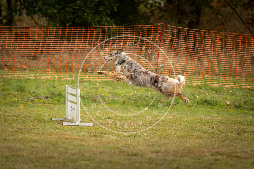 Pfotenfotografie_DV3A2571 | Hundefotografie, Tierfotograf, Pfotenfotografie, Fotoshooting Hund, Hunde Portrait, Hundesport, Hundeportraits, Heideshooting, Hunde, Sportfotograf, Hundefotograf, Turnierhundsport, THS,  - Realisiert mit Pictrs.com
