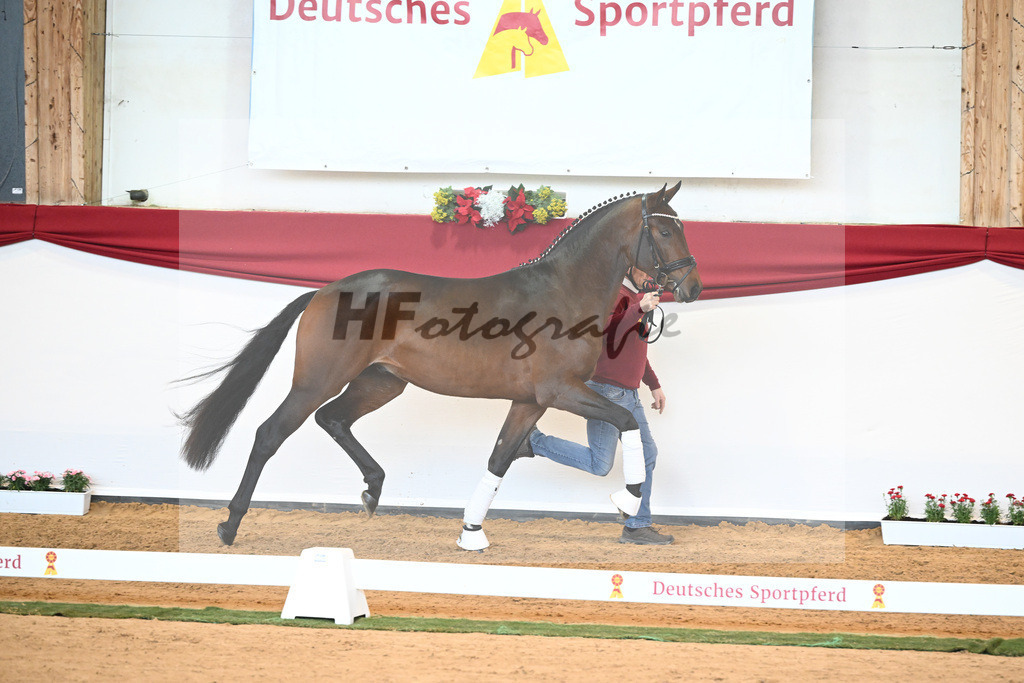 Kat-Nr. 40 Monte Carlo TC x Finest_Gestuet Greim_43230324 | hf-fotografie - Realisiert mit Pictrs.com