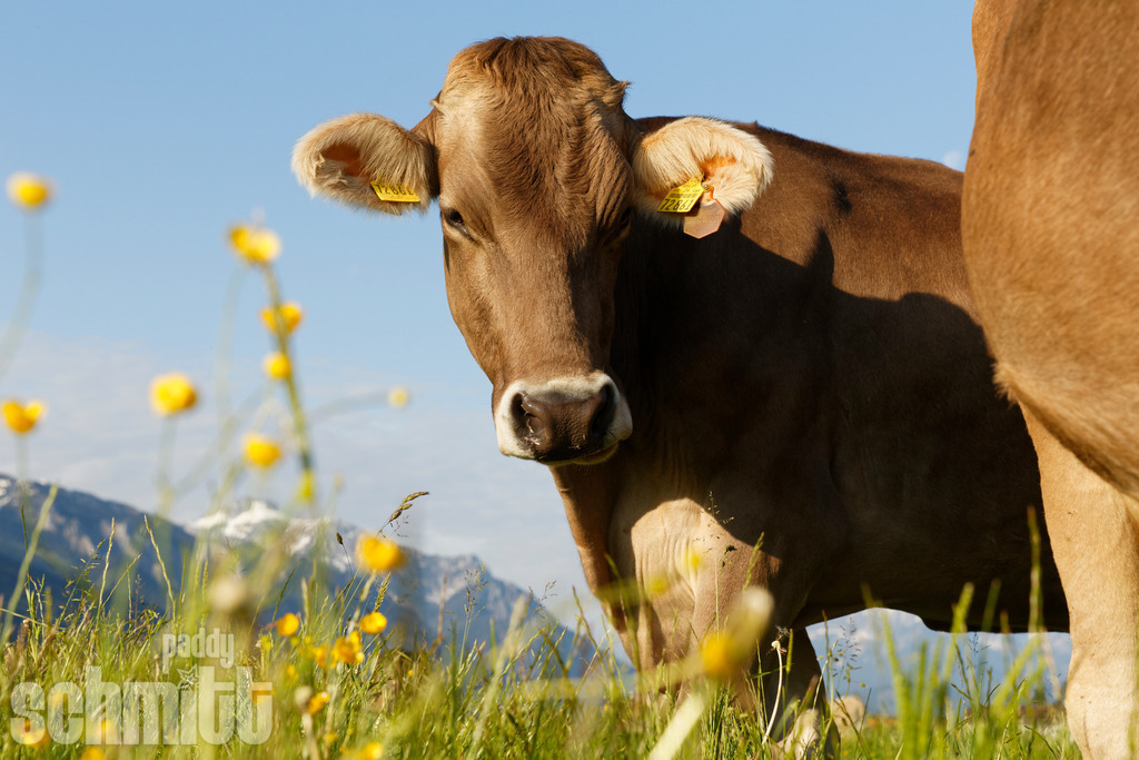 PS-Tiere-2026-43 | Entdecke die größte Bildgalerie der Region mit Fotografien aus dem Allgäu, der Bodenseeregion, Oberschwaben, dem Donautal und der Schwäbischen Alb. Landschaften, Luftaufnahmen und Reisefotografie als Wandbild und Fotokunst. - Realisiert mit Pictrs.com