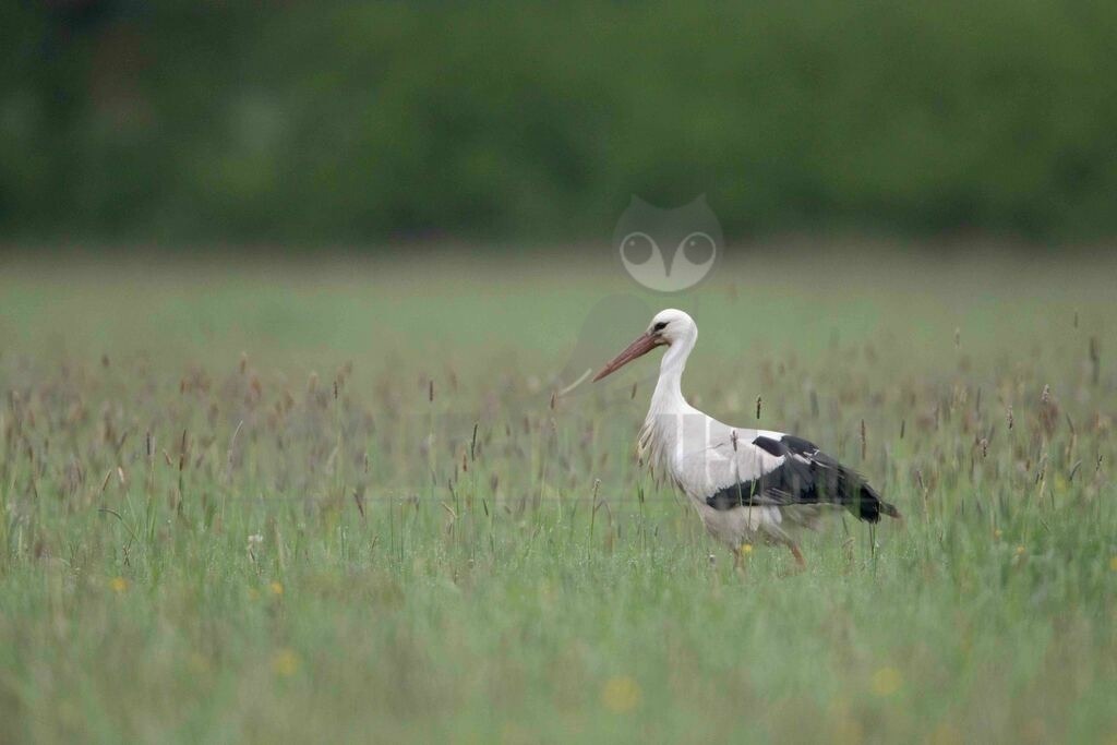 20170514074931 | Der Weißstorch, auch Klapperstorch genannt, ist eine Vogelart aus der Familie der Störche. Er war 1984 und 1994 in Deutschland Vogel des Jahres. - Realisiert mit Pictrs.com