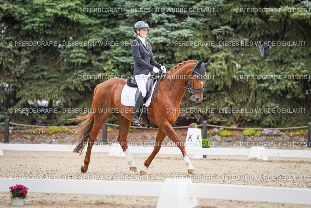 DSC01240 | Pferdegrafie