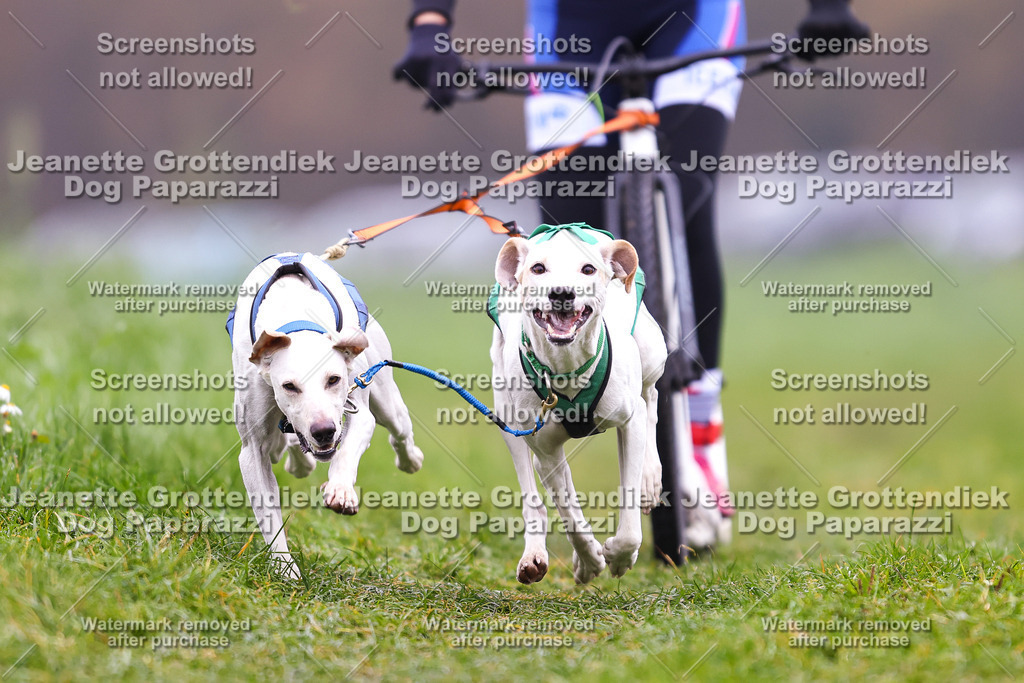 Dog Paparazzi - Visbeck 25 -96 | Dog Paparazzi Jeanette Grottendiek Fotografie & Videografie - Realisiert mit Pictrs.com