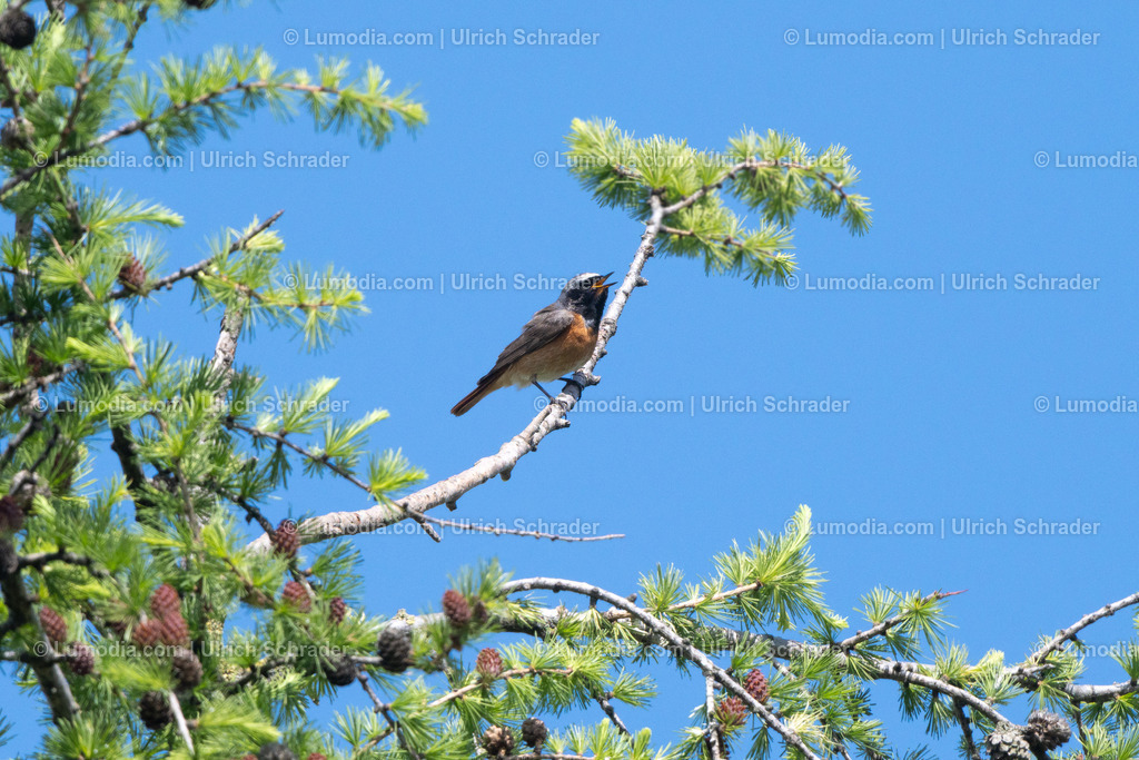 10049-13286 - Gartenrotschwanz | Stockfoto und Bilderpool mit Bildmaterial aus Deutschland, dem Harz, Halberstadt, Quedlinburg, Wernigerode und weltweit. Qualitativ hochwertige und professionelle Fotos anschauen und kaufen. - Realisiert mit Pictrs.com